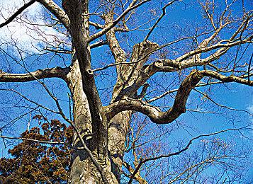 《拳皇15》特典服装展示 “饿狼传说：狼之印记”特瑞